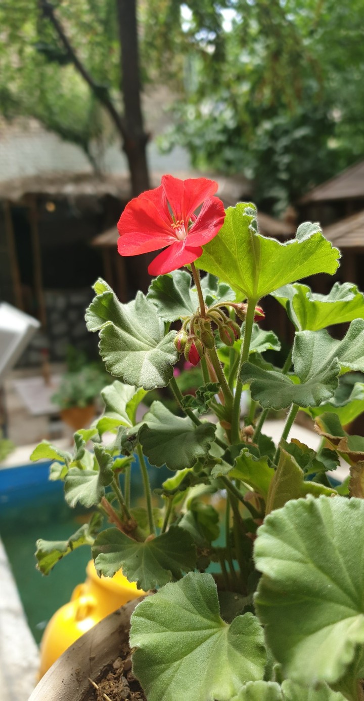 flowers