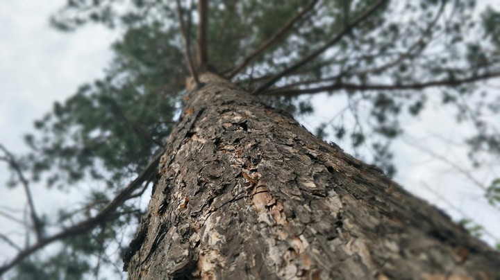 Pine-tree
