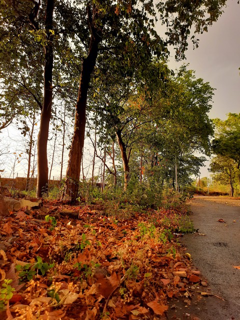 scenery