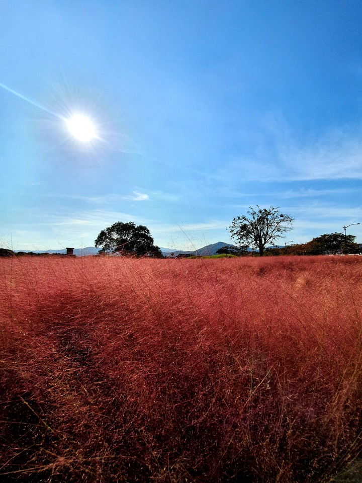 Pink Muhly Grass