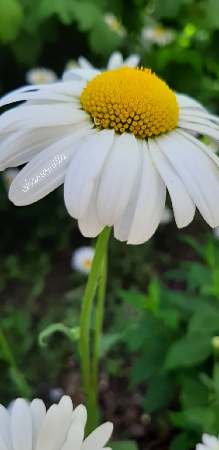 chamomile