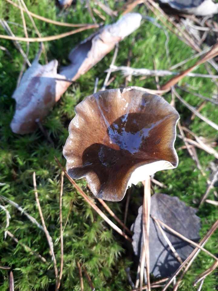 fungus in the forest