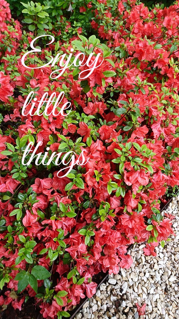 enjoy little things