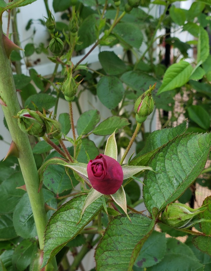 botónes de rosa