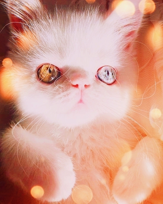 CAT_sama