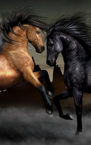 horses