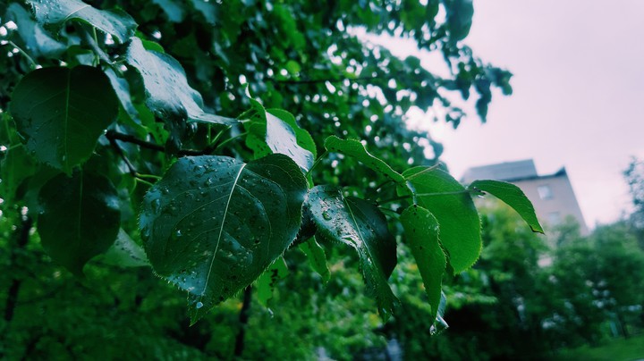 After the rain