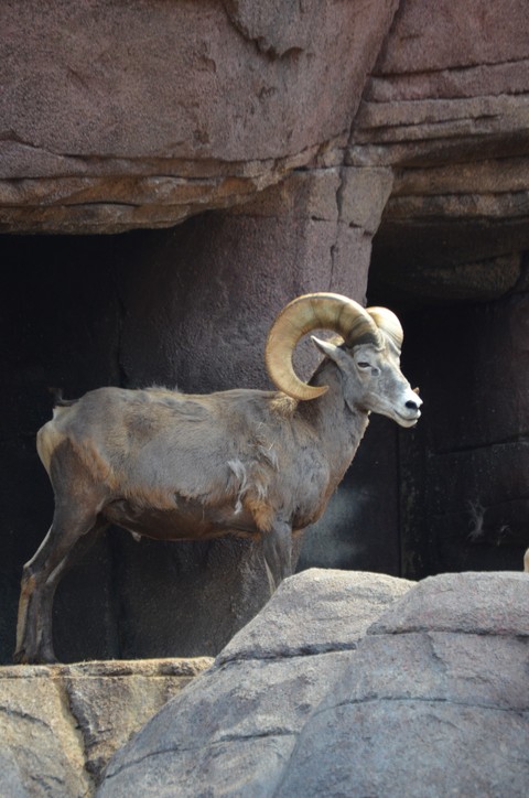 fonds d'écran goat-antelope, sheep