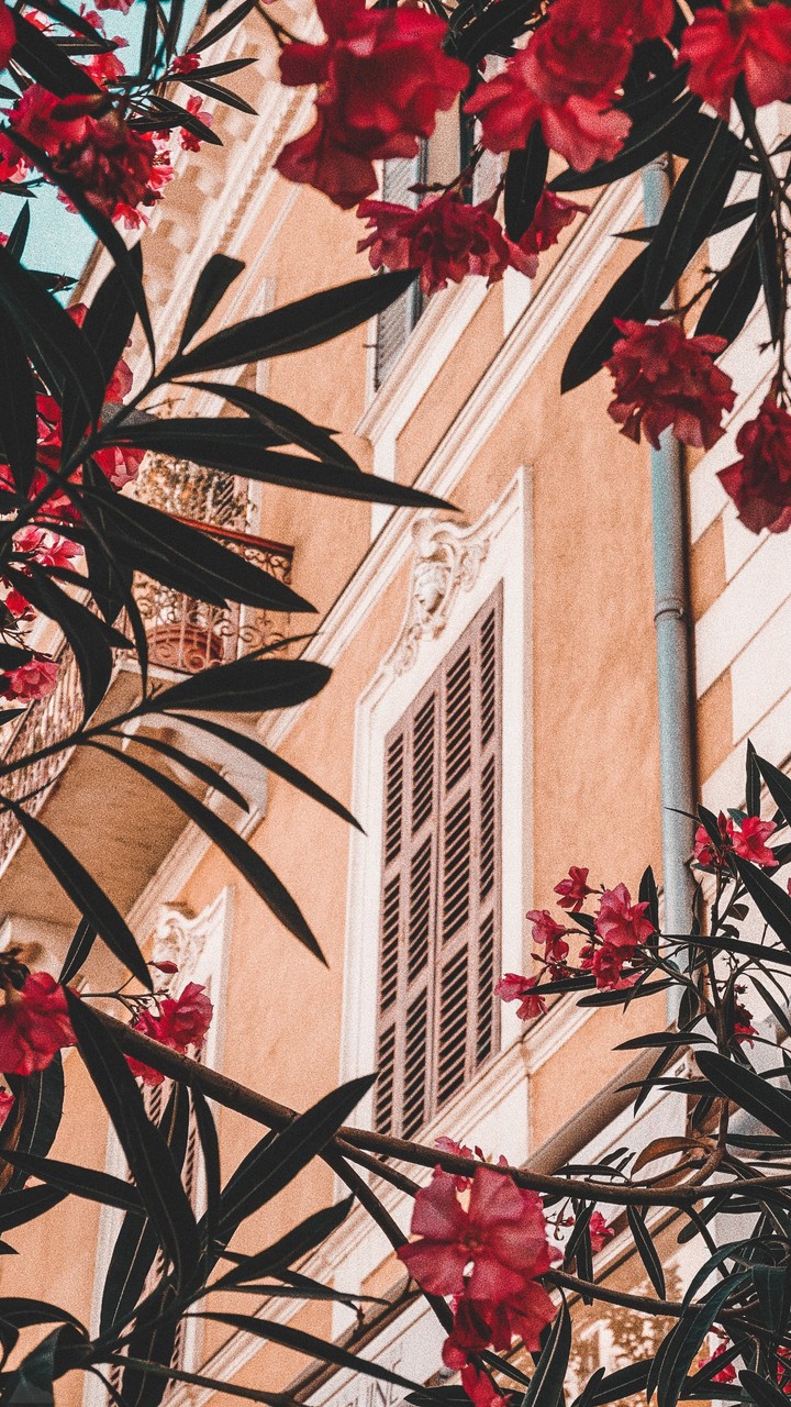 The window in the dream