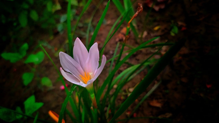 Lily