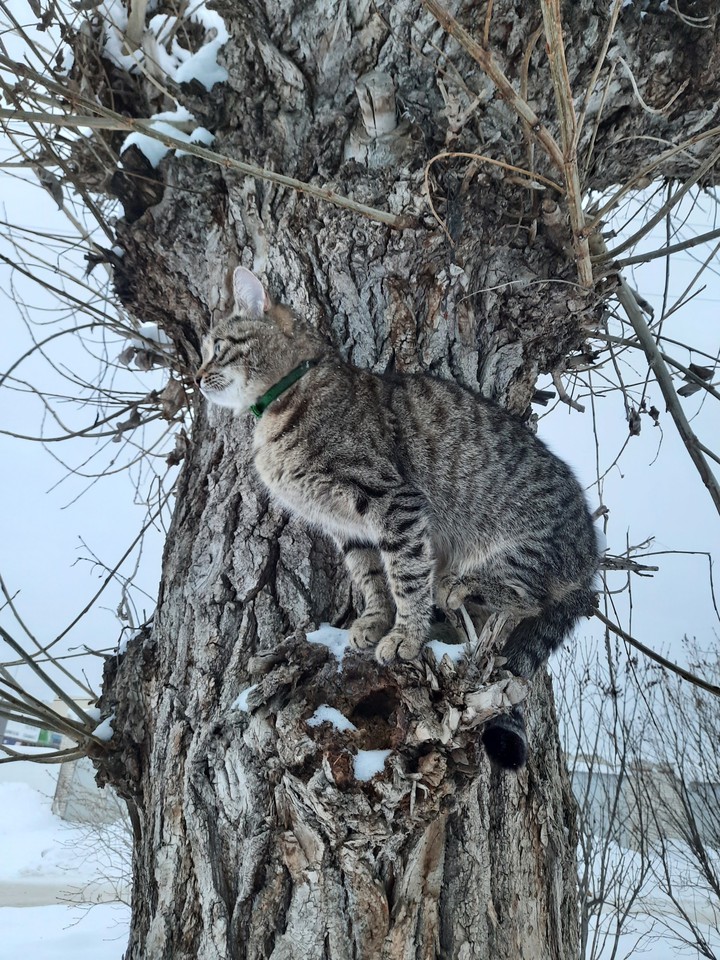 коты