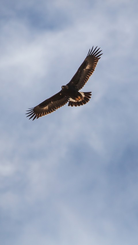 Eagle