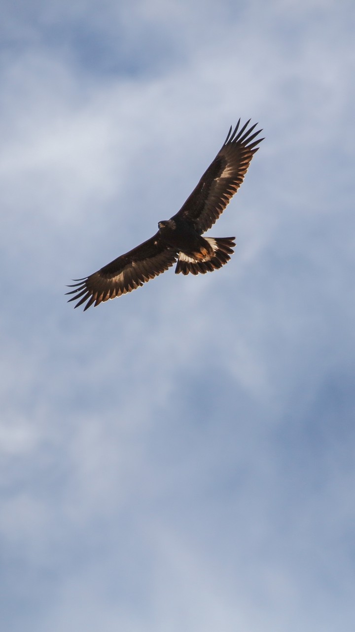 Eagle