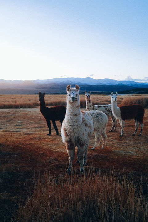 רקעים Livestock, alpaca