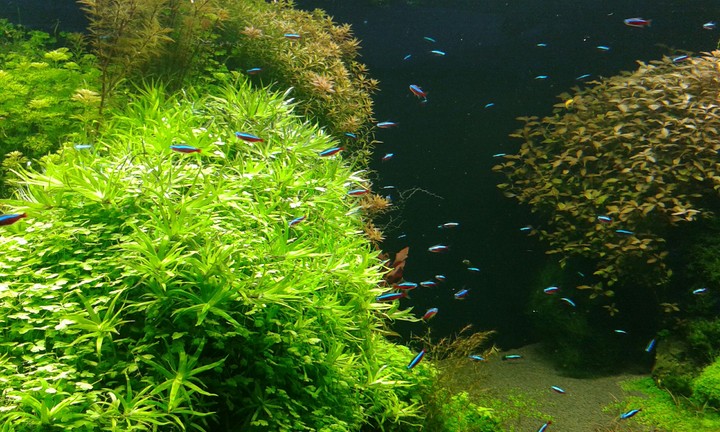 aquarium