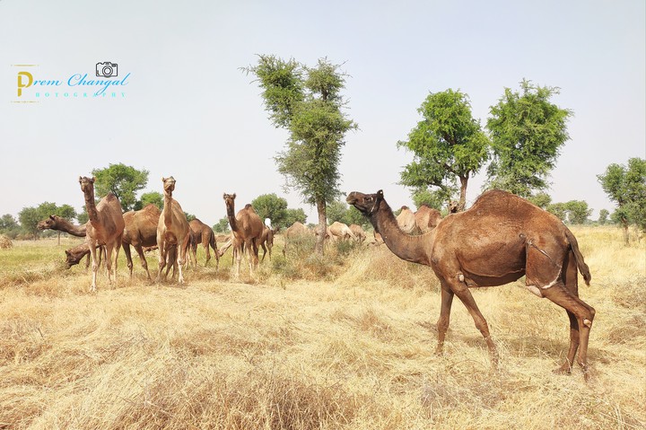 desert ship camle hers near thar desert in nagaur