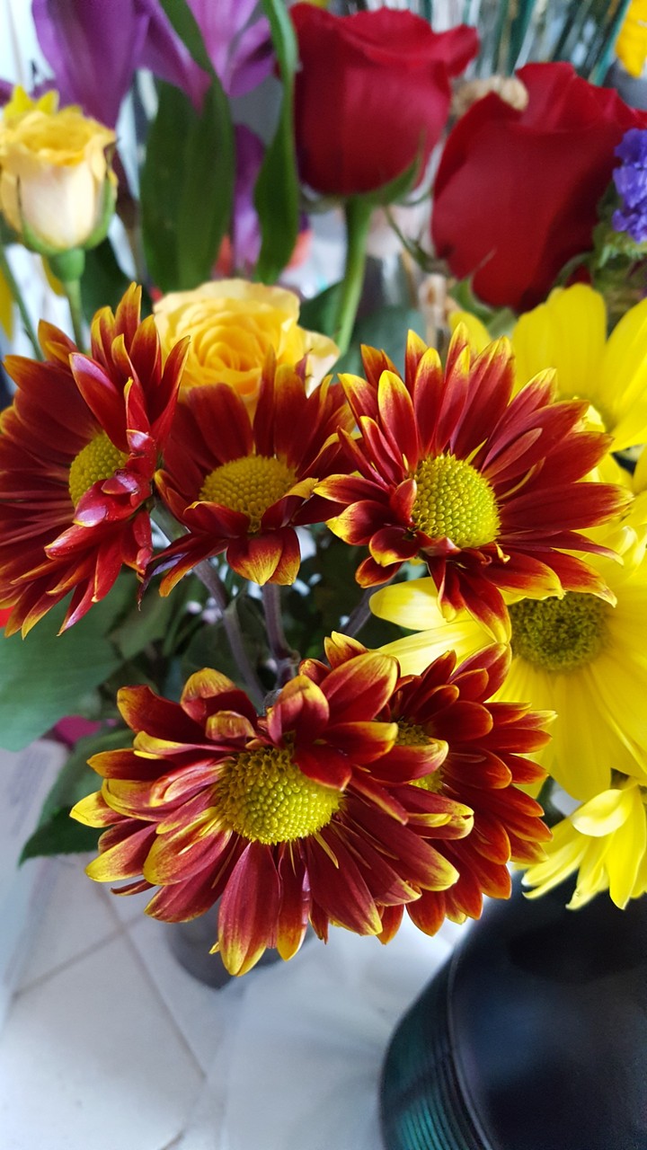 red and yellow gallardia