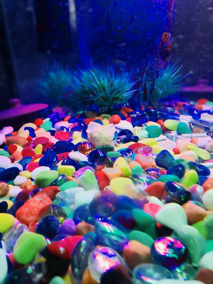 aquarium shell