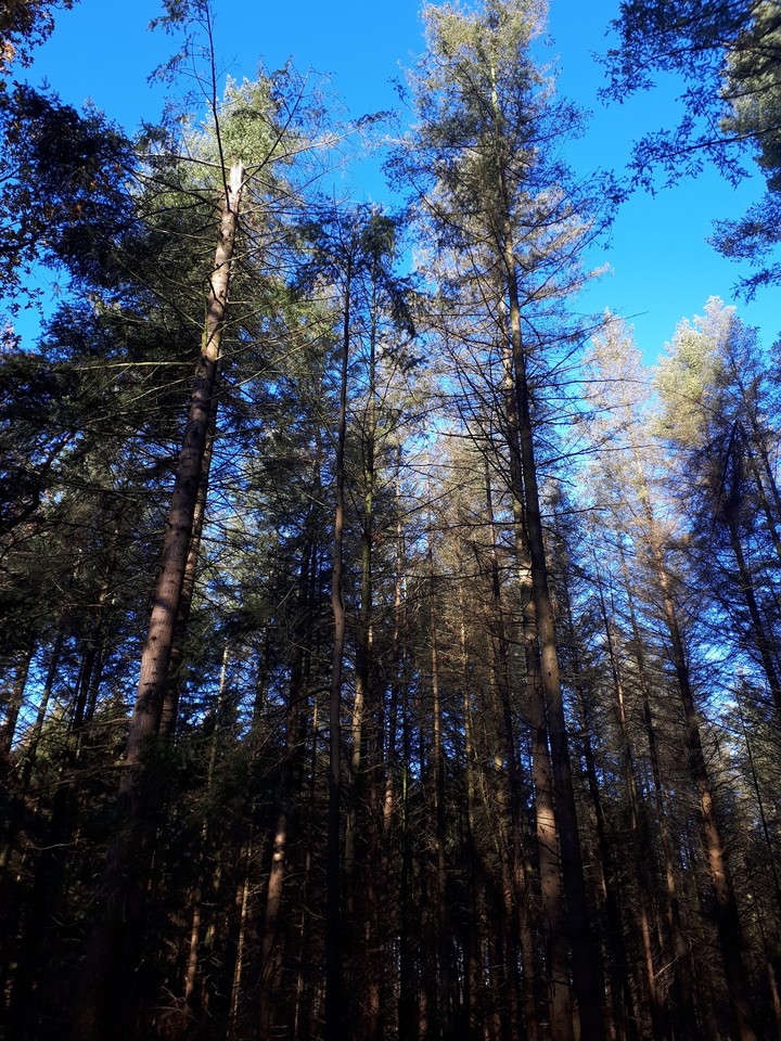 forrest in Holland high trees