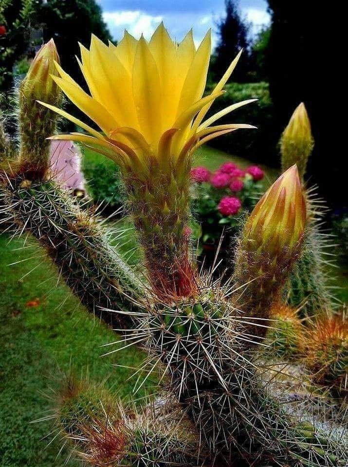 cactus