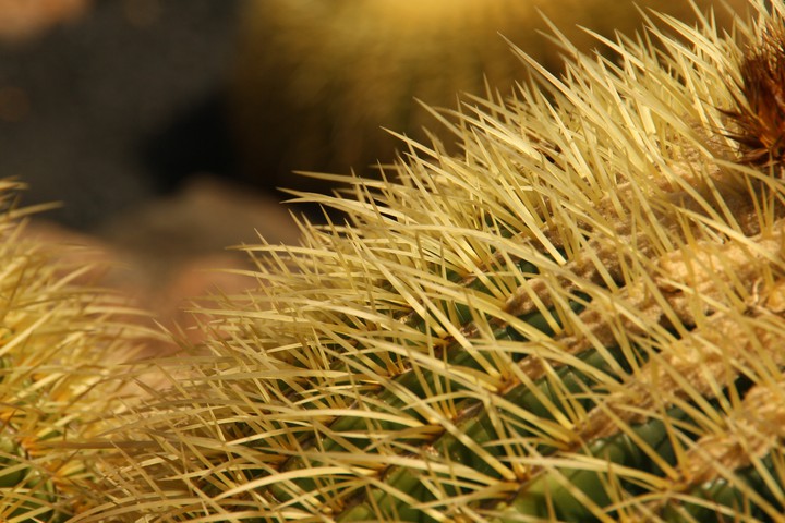 lanzarote cactus