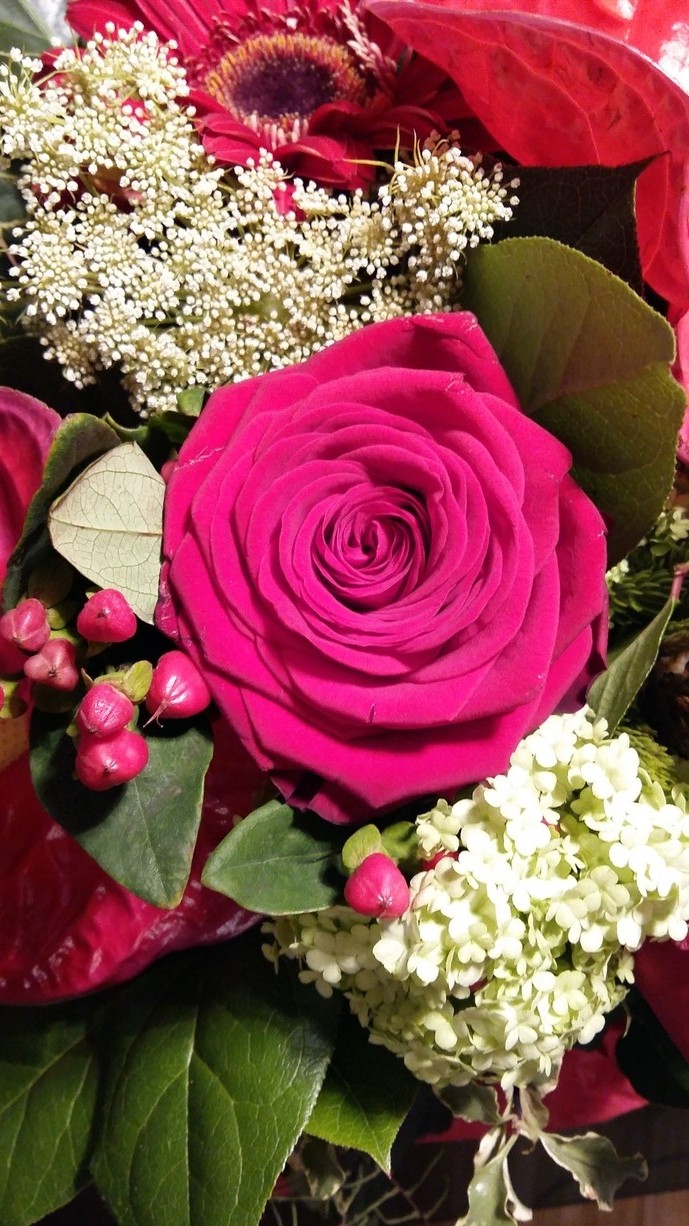 rose.blumen auf hintergrund