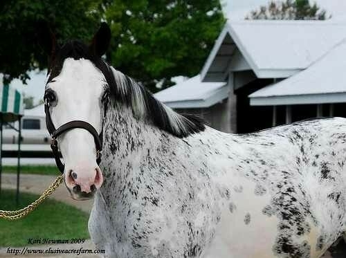 All the Pretty Horses