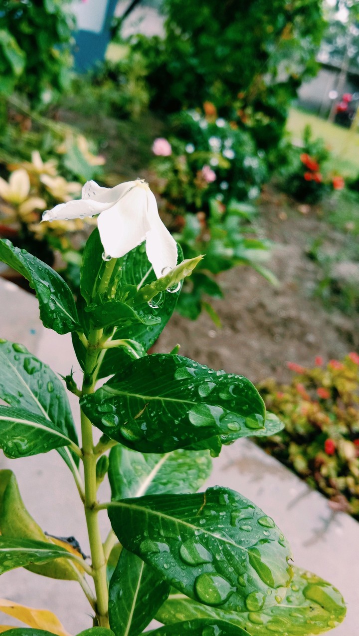 rain flower