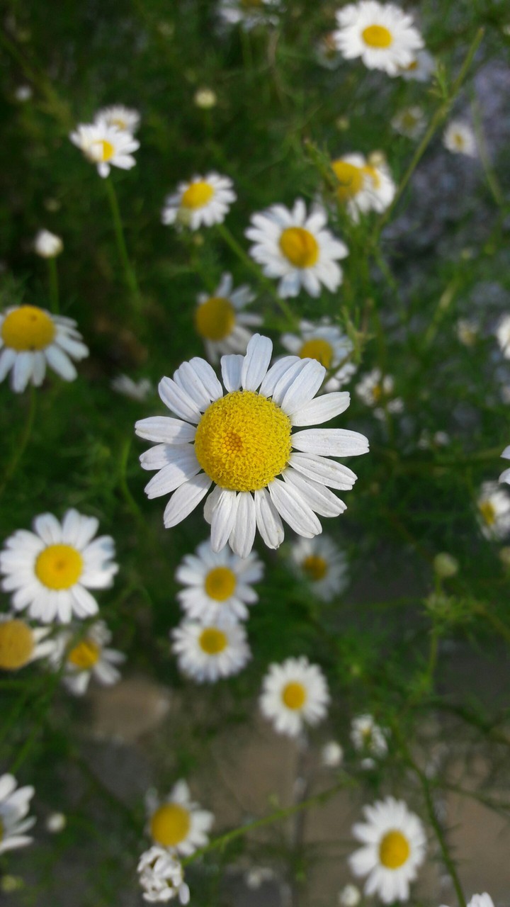 Chamomile