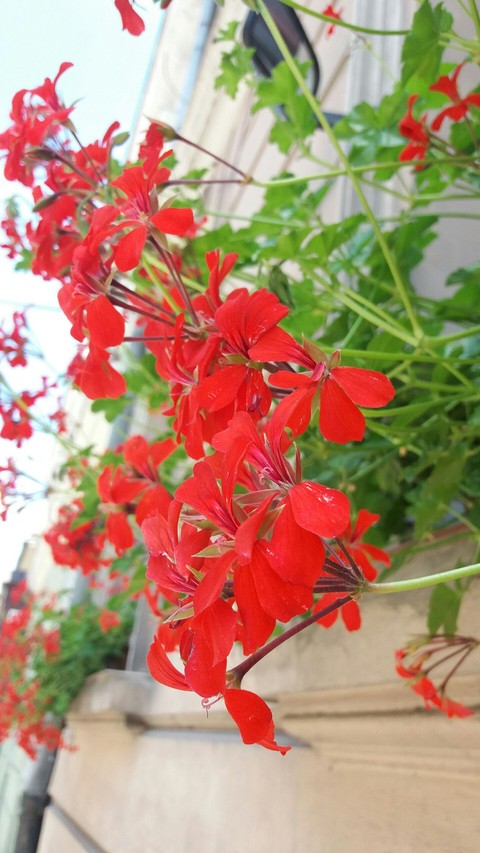 sfondi petal, flora