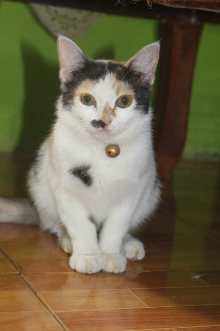 my cat name is moly