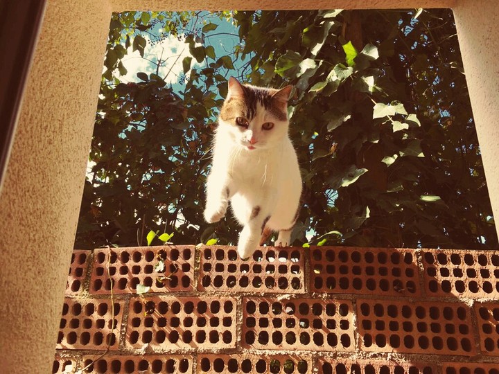 Sir Fito