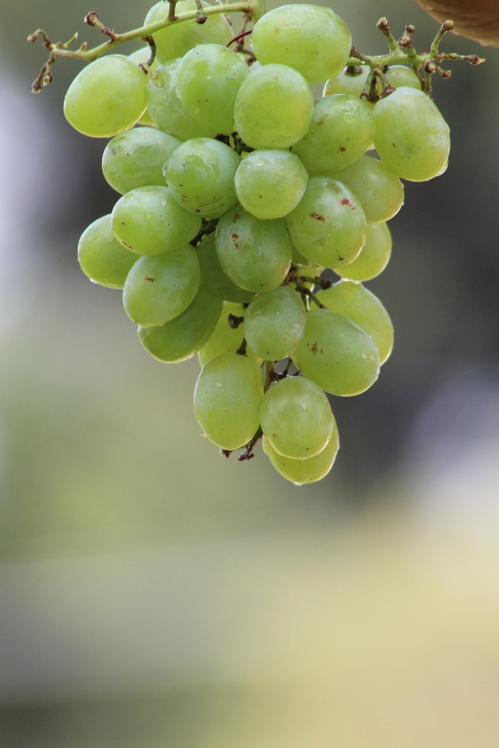 grape