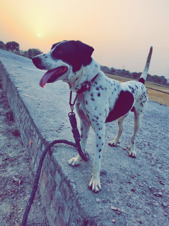 loyal dogs