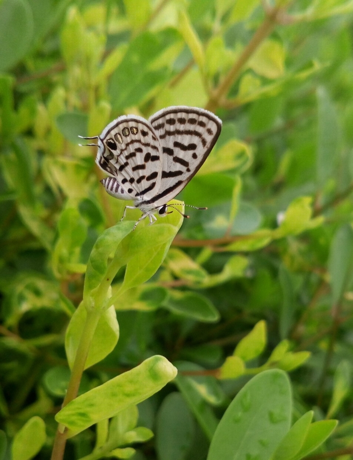 natures beuti