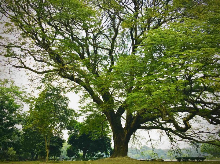 nature