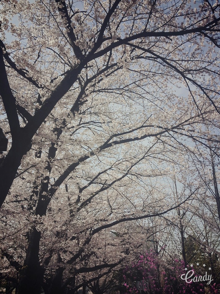 벗꽃