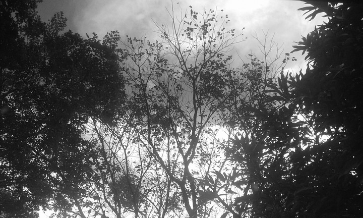 leaves