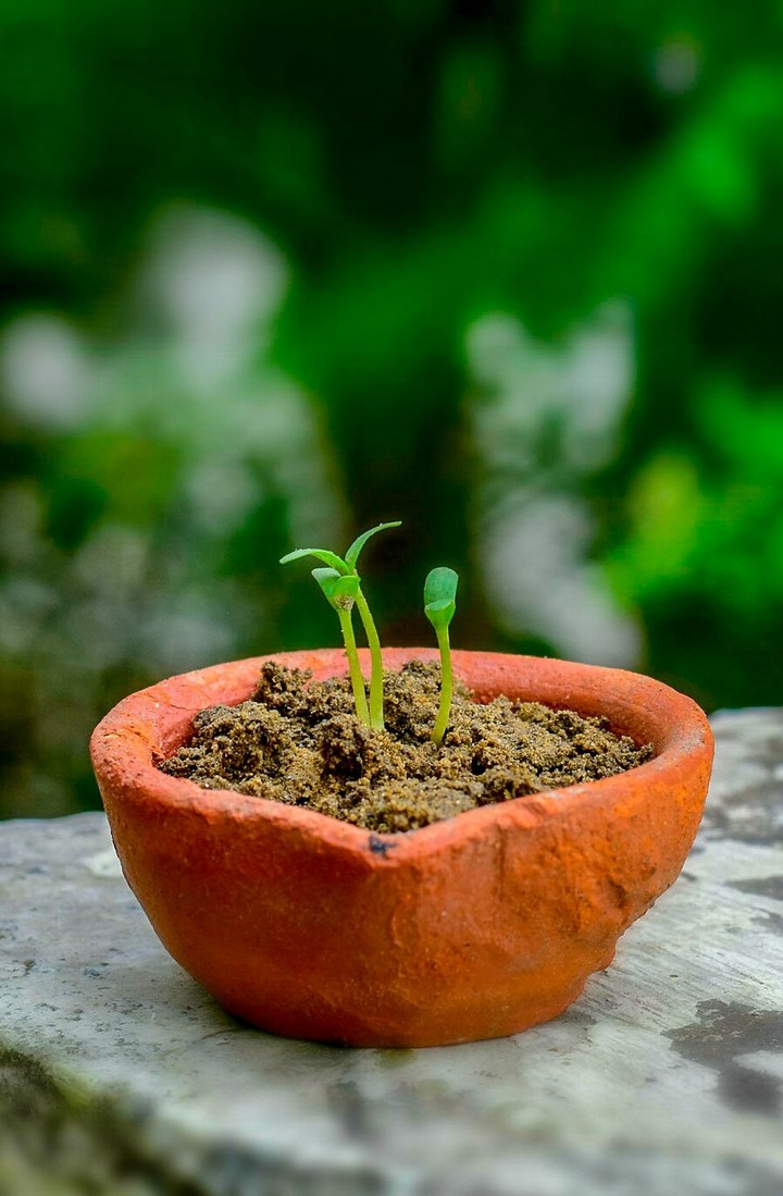 Plant