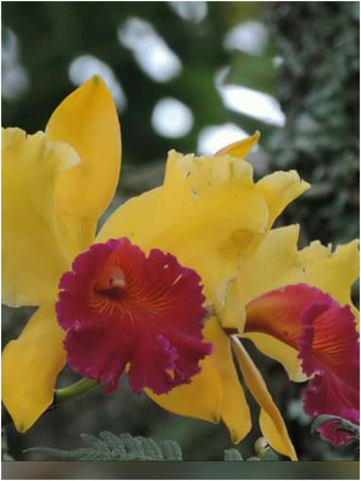 Orquídea