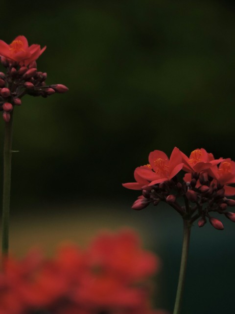 NATURE IS THE TRUE MIRACLE.