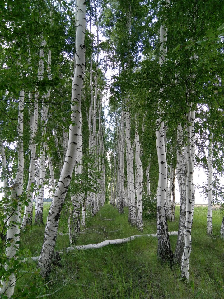 посадка