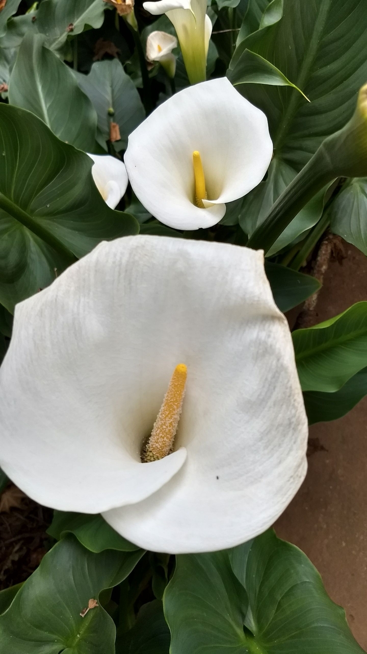 Lilies