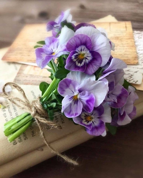 tapety flower, pansy