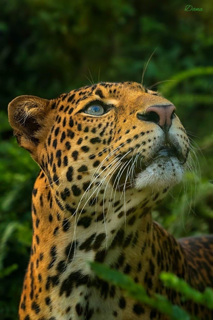 leopard