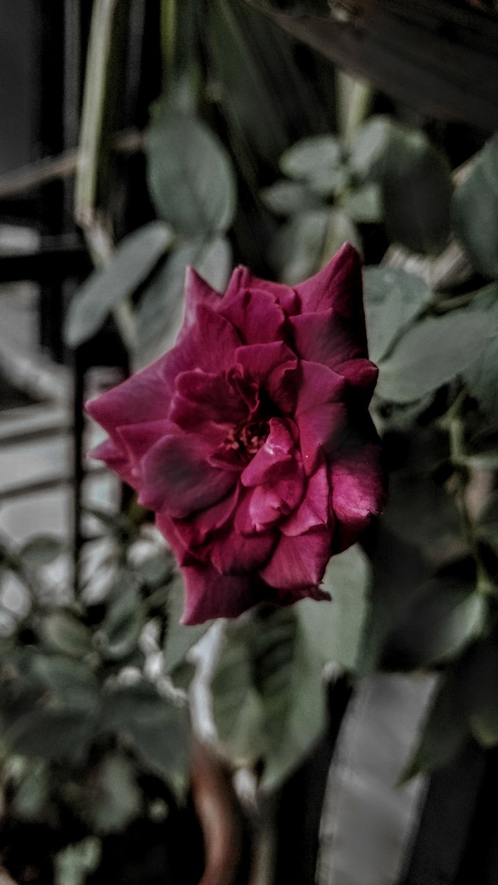 Rose clicked by Harshank Nimonkar