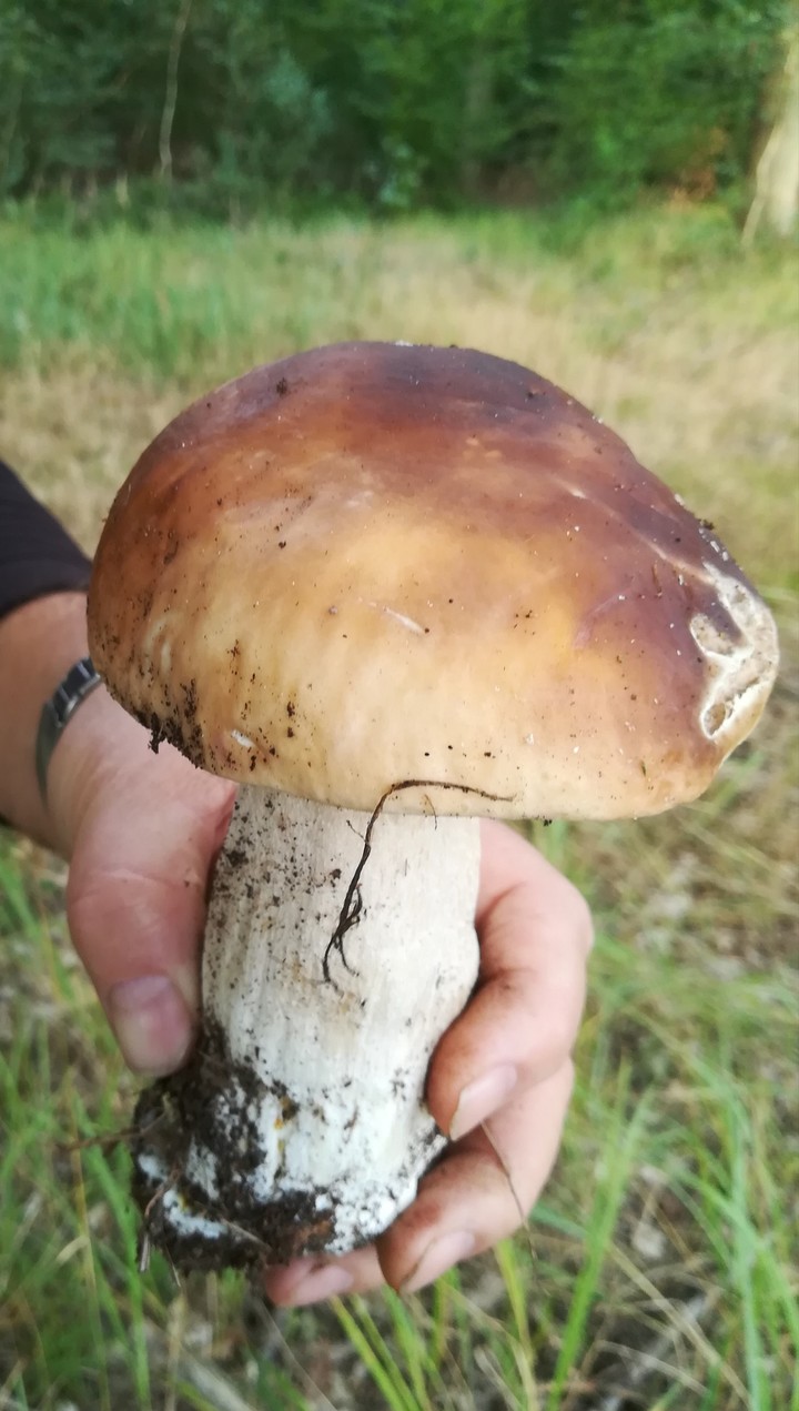 Król grzybów