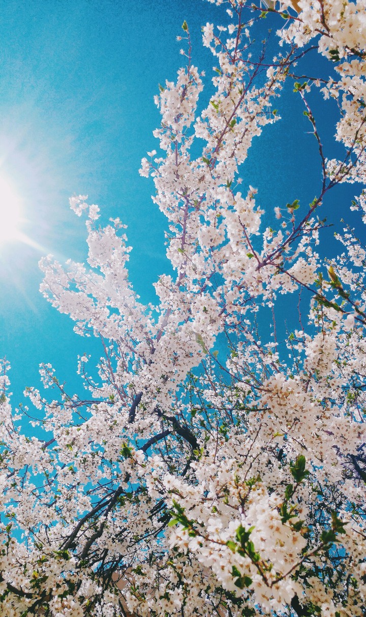 spring