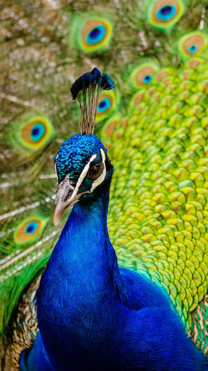 Indian peafowl