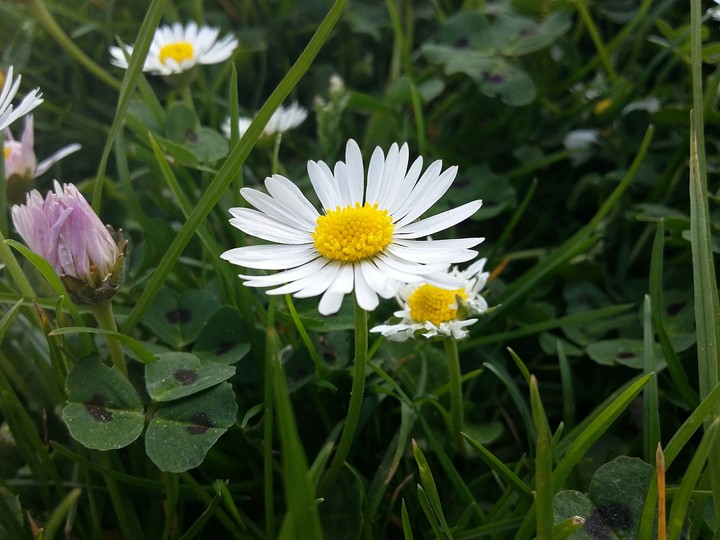 Spring